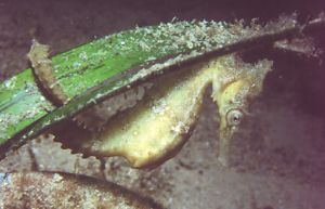White's seahorse (Hippocampus whitei) in Sydney Harbour s... by Akos Lumnitzer 
